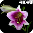 4K Flowers Video Live Wallpapers