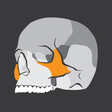 Programikonen: Skull Osteology