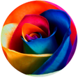 أيقونة البرنامج: Rose Tv Online