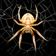 Ikon program: Spider Live Wallpaper