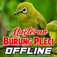 Masteran Burung Pleci Offline