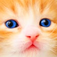 Ícone do programa: Cat Kitten Jigsaw Puzzle …