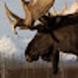 Moose Wallpaper New Tab Theme