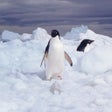 程序图标：Mission Antarctica
