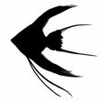 Icono del programa: Scalare