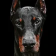 أيقونة البرنامج: Doberman wallpaper