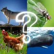Ikona programu: ZOO sounds quiz