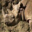 Rhinoceros Screensaver icon