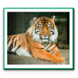 Ikona programu: Wild Life (Protection)Act…