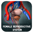 Female Reproductive system Reproductive 3d models