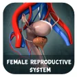 Female Reproductive system Reproductive 3d models