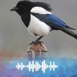 プログラムのアイコン：Magpie sounds Ringtones