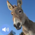 Programikonen: Donkey Sounds and Wallpap…