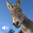 Donkey Sounds and Wallpapers