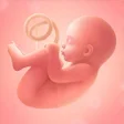 프로그램 아이콘: Pregnancy Tracker for Mom…
