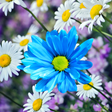 プログラムのアイコン：Daisies Flowers Live Wall…