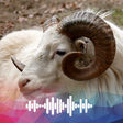 Programikonen: Sheep sounds Ringtones