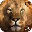 Programikonen: Safari: Evolution