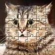 Cat Game Funny Animals Puzzles