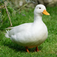 プログラムのアイコン：Duck Sounds