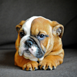 Programikonen: Bulldog Wallpaper HD
