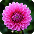 程序图标：Dahlia Wallpaper