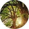 Programikonen: Forest Wallpaper