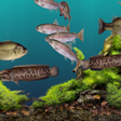 Symbol des Programms: Aquazone Classic Expansio…