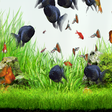 程序图标：Gold Fish Pack