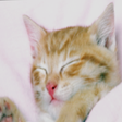 Icon of program: Escape To Cats Kitty and …