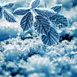 أيقونة البرنامج: Winter Live Wallpaper