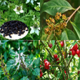 Icon of program: Herbal Concoctions For Di…