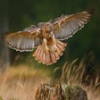 Programikonen: Hawk HD Wallpapers New Ta…