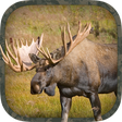 Programikonen: Moose Hunting Calls