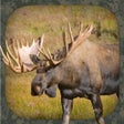 Icon of program: Moose Hunting Calls