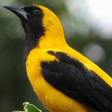 أيقونة البرنامج: Cantos de Pássaros da Col…