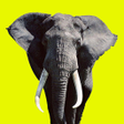 プログラムのアイコン：Wild Animals Video Docume…