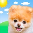 프로그램 아이콘: Boo Weather: Pomeranian P…