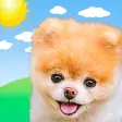 Boo Weather: Pomeranian Puppy
