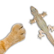 程序图标：For cat - catch the Lizar…