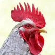Ícone do programa: Funny chicken sounds ring…