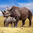 Ikon program: The Rhinoceros