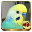 プログラムのアイコン：Budgerigar Ringtones