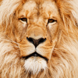 Programın simgesi: Animal Sounds