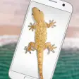 Lizard in phone funny joke