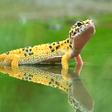 プログラムのアイコン: Gecko Wallpapers