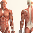 プログラムのアイコン：Human anatomy