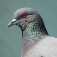 Иконка программы: Pigeon Sounds