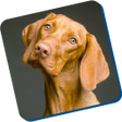 プログラムのアイコン：dog training guide train …