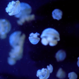 程序图标:Aquarium 3d Live Wallpape…